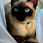 Bebe is registered to the contest to win money with this photo: cat, siamese_cat, blue_eyes, pet, feline, collar, bell, whiskers, fur, ears, paws, close_up, indoor, resting, soft_texture, white_fabric, animal, cute, portrait, relaxed