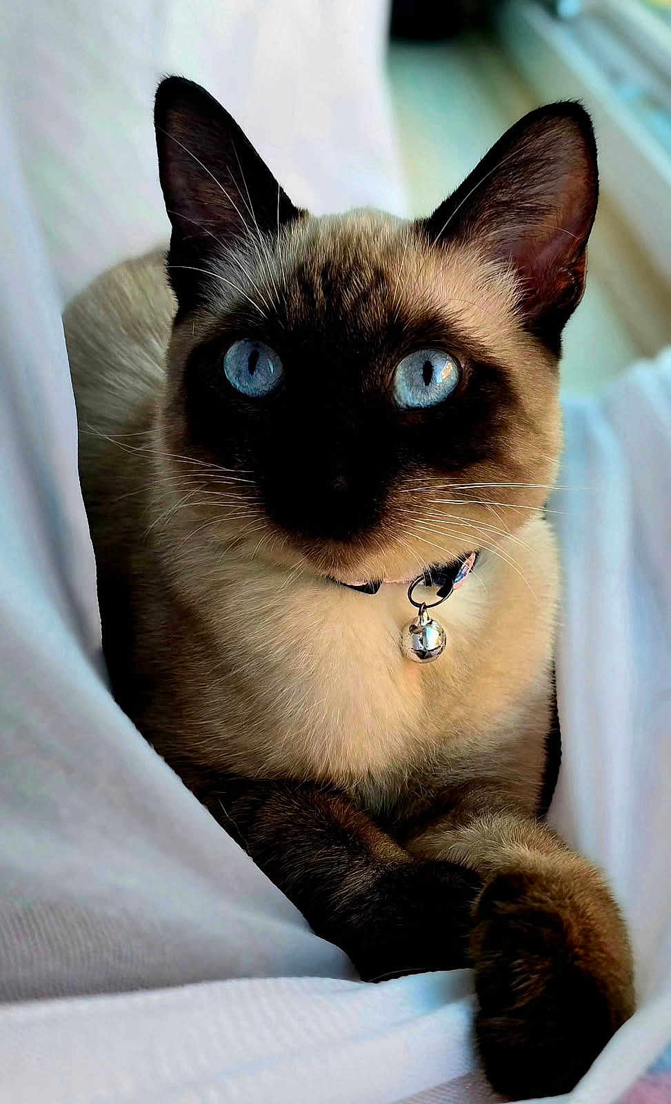 Bebe is registered to the contest to win money with this photo: cat, siamese_cat, blue_eyes, pet, feline, collar, bell, whiskers, fur, ears, paws, close_up, indoor, resting, soft_texture, white_fabric, animal, cute, portrait, relaxed