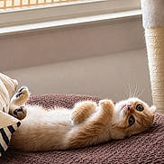 Bella is registered to the contest to win money with this photo: animal, brown_mat, cat, cozy, curious, cute, feline, home, indoor, kitten, lying_down, orange_cat, pet, playful, relaxed, resting, soft_fur, whiskers, window_light, young_cat
