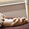 animal, brown_mat, cat, cozy, curious, cute, feline, home, indoor, kitten, lying_down, orange_cat, pet, playful, relaxed, resting, soft_fur, whiskers, window_light, young_cat