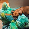 Gizzy B is registered to the contest to win money with this photo: dog, stuffed_toy, plush, green, blue, brown, pet, indoor, floor_tiles, blanket, animal, cute, snuggling, relaxed, cozy, ears, fur, resting, paw_print, toy