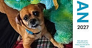 Gizzy B is registered to the contest to win money with this photo: dog, pet, collar, blanket, plush, indoor, calendar, text_overlay, brown_dog, cute, looking_up, animal, furry, resting, comfort, closeup, portrait, home, cute_pet, cozy