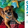 dog, pet, collar, blanket, plush, indoor, calendar, text_overlay, brown_dog, cute, looking_up, animal, furry, resting, comfort, closeup, portrait, home, cute_pet, cozy