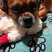 Gizzy B joined the competition — help win amazing prizes! dog, close_up, brown, stuffed_toy, plush, carpet, paw_prints, indoor, pet, animal, cute, resting, lying_down, soft_texture, toy, face, snout, ears, whiskers, collar
