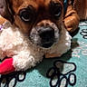 dog, close_up, brown, stuffed_toy, plush, carpet, paw_prints, indoor, pet, animal, cute, resting, lying_down, soft_texture, toy, face, snout, ears, whiskers, collar