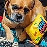 Gizzy B joined the competition — help win amazing prizes! dog, toy, blanket, collar, pet, indoor, cute, brown, small_dog, animal, looking, resting, paw, floor, playful, colorful, text_overlay, hearts, kisses, closeup