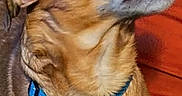 Gizzy Blevins is registered to the contest to win money with this photo: alert, animal, blue_collar, brown_dog, close_up, collar_tag, companion, cushion, cute, dog, domestic_animal, fabric, fur, household, indoor, pet, portrait, side_view, small_dog, tongue_out