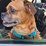 animal, blue_collar, brown_dog, car_interior, closeup, companion, curious, dashboard, dog, domestic_animal, furry, leash, looking_out, mouth_open, pet, seat, seatbelt, side_view, vehicle, window