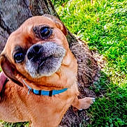 Gizzy Blevins is registered to the contest to win money with this photo: animal, brown, canine, closeup, collar, curious, daylight, dog, grass, grass_field, greenery, looking_up, nature, outdoor, paw, pet, portrait, sunlight, tree, young_dog