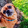 animal, brown, canine, closeup, collar, curious, daylight, dog, grass, grass_field, greenery, looking_up, nature, outdoor, paw, pet, portrait, sunlight, tree, young_dog