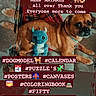 animal, blue_toy, brown_dog, calendar, candid, canvas, coloring_book, dog, dog_model, floor, hashtags, indoor, pet, pet_book, pet_rescue, plush_toy, poster, promotional_text, puzzle, text_overlay