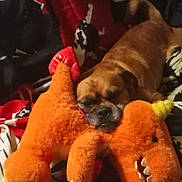 Gizzy joined the competition — help win amazing prizes! animal, bed, blanket, brown_dog, comfort, cozy, cute, dog, home, indoor, orange, pet, plush_toy, relaxed, resting, sleeping, snuggling, soft_toy, stuffed_animal, toy