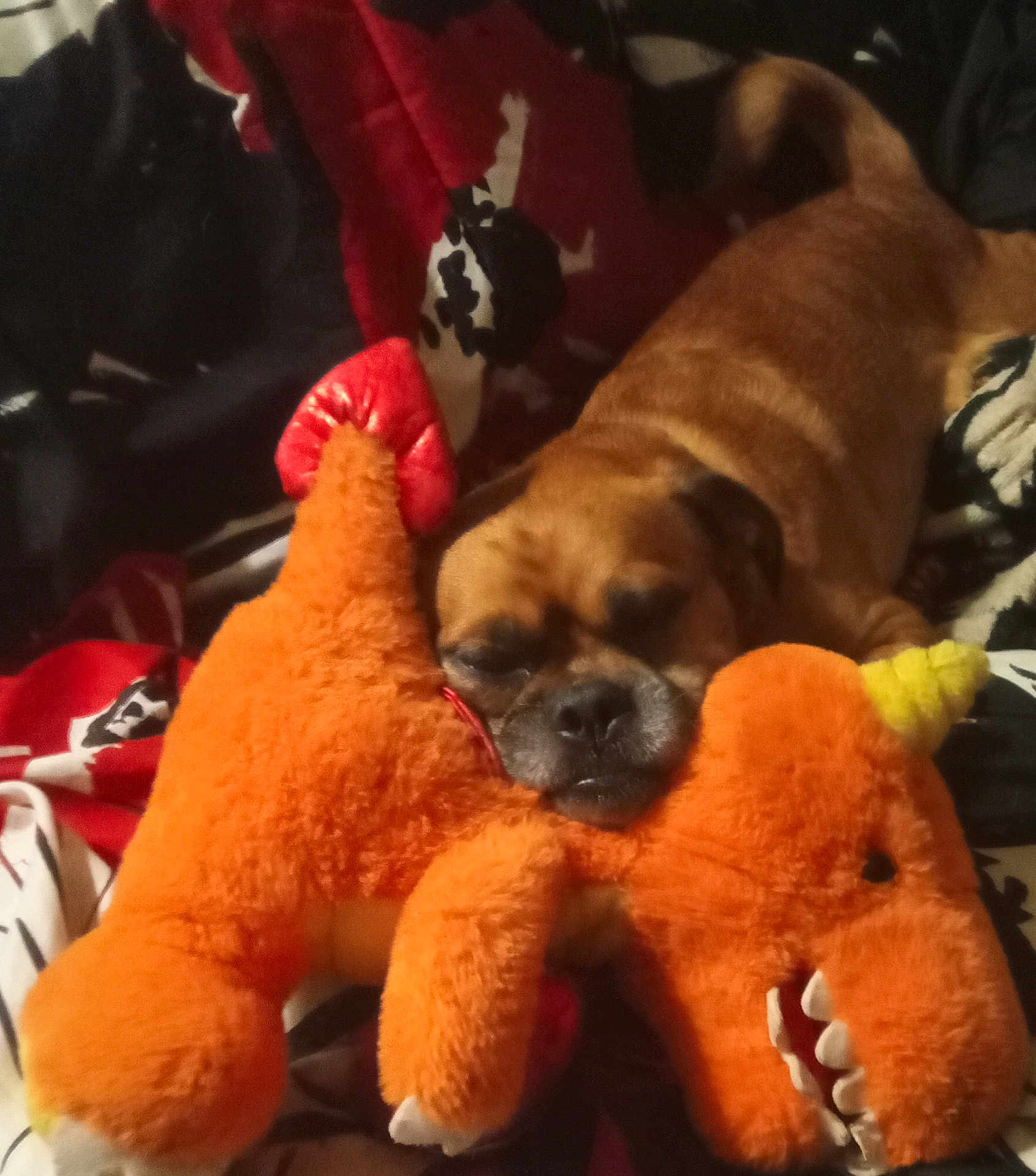 Gizzy joined the competition — help win amazing prizes! animal, bed, blanket, brown_dog, comfort, cozy, cute, dog, home, indoor, orange, pet, plush_toy, relaxed, resting, sleeping, snuggling, soft_toy, stuffed_animal, toy