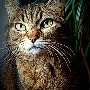 Minette Fofolle a rejoint le concours — aidez-le/la à gagner de superbes lots ! cat, tabby, green_eyes, whiskers, fur, close_up, pet, animal, indoor, plant, leaf, portrait, mammal, cute, feline, looking_away, natural_light, soft_light, domestic_animal