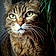 Minette Fofolle