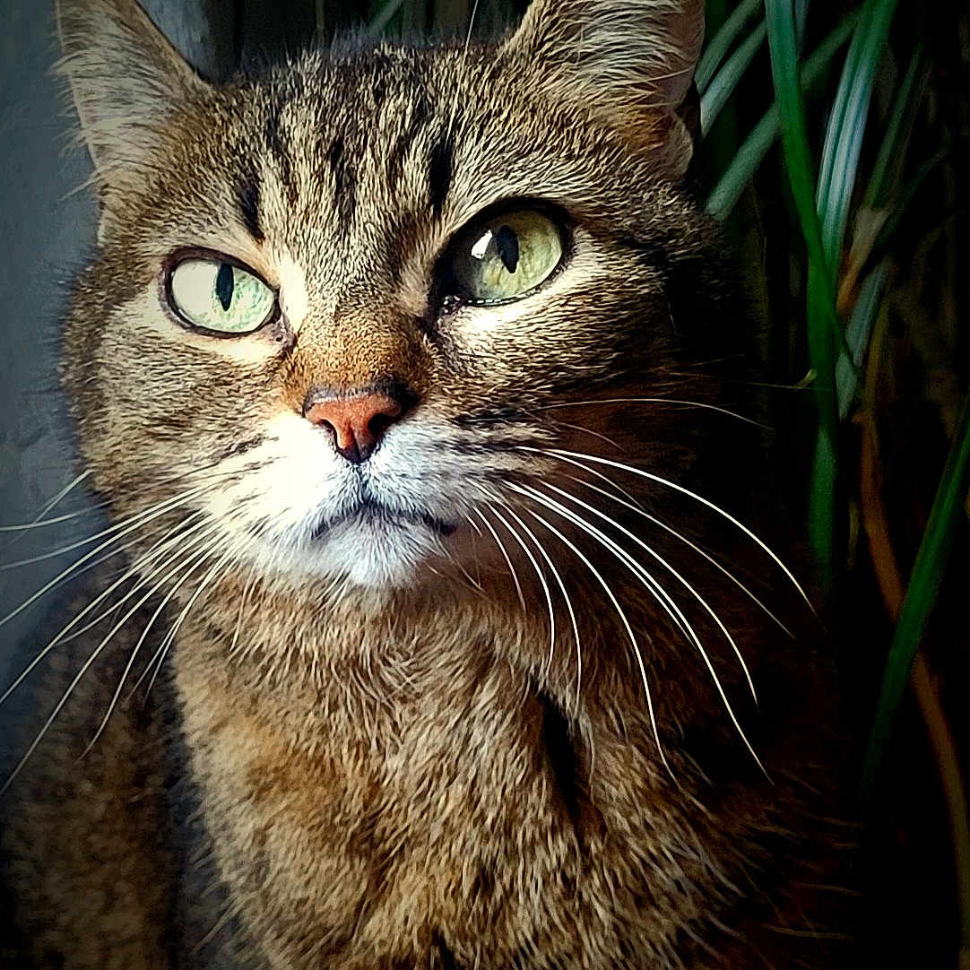 Minette Fofolle a rejoint le concours — aidez-le/la à gagner de superbes lots ! animal, cat, close_up, cute, domestic_animal, feline, fur, green_eyes, indoor, leaf, looking_away, mammal, natural_light, pet, plant, portrait, soft_light, tabby, whiskers
