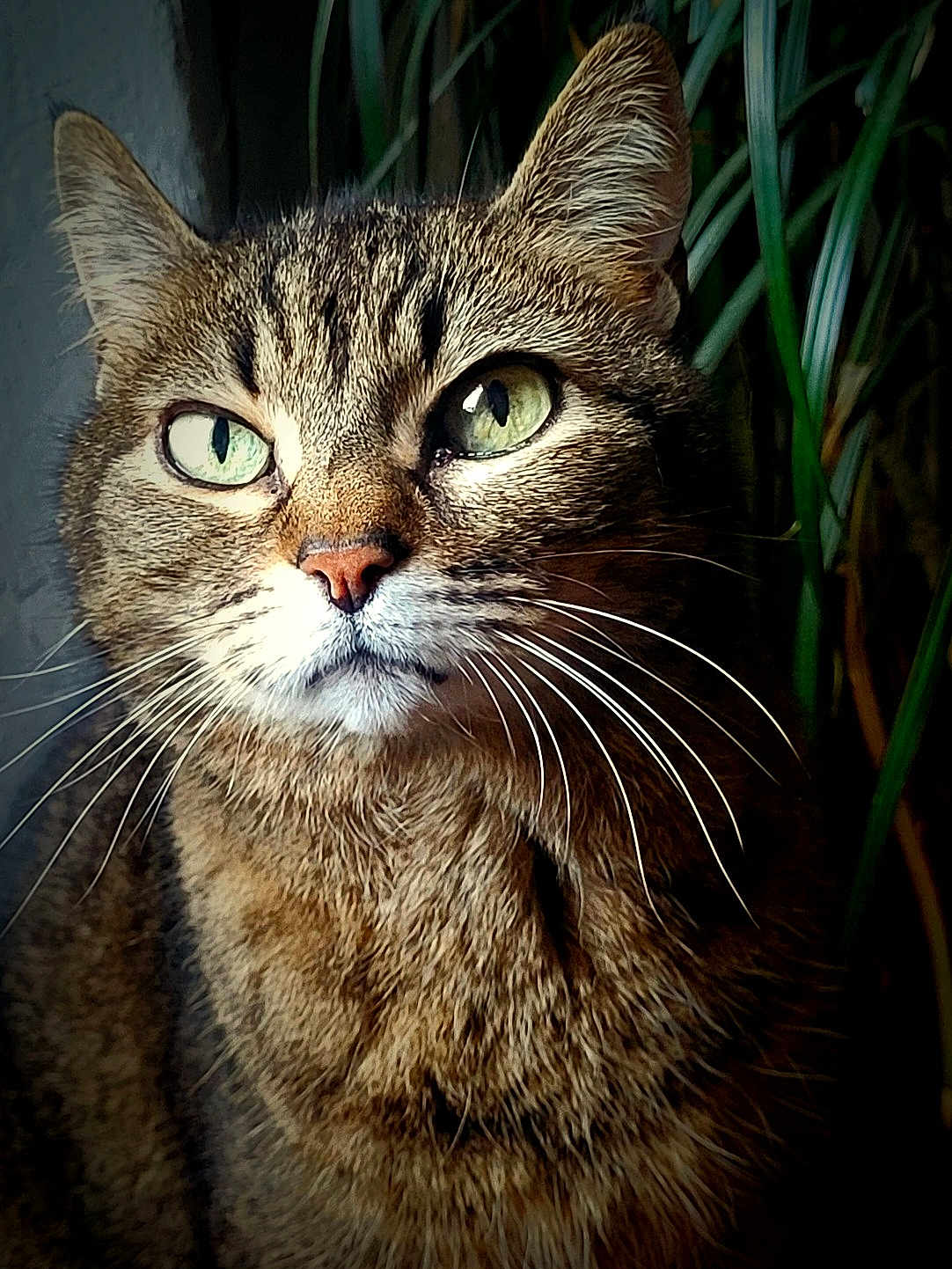 Minette Fofolle a rejoint le concours — aidez-le/la à gagner de superbes lots ! cat, tabby, green_eyes, whiskers, fur, close_up, pet, animal, indoor, plant, leaf, portrait, mammal, cute, feline, looking_away, natural_light, soft_light, domestic_animal