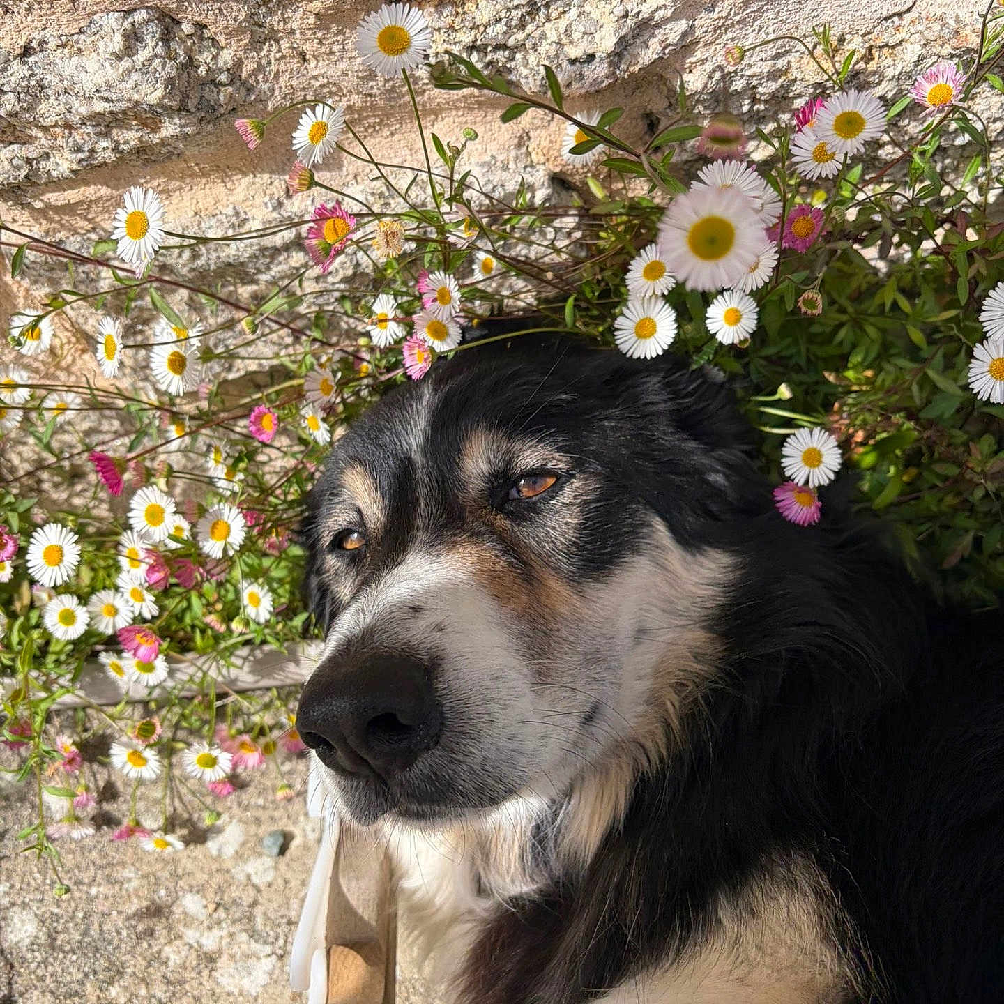 Raf participe au concours pour gagner de l'argent avec cette photo : dog, flower, daisy, plant, stone_wall, sunlight, outdoor, nature, pet, canine, relaxing, closeup, black_fur, white_fur, pink_flower, yellow_center, bench, calm, portrait, spring