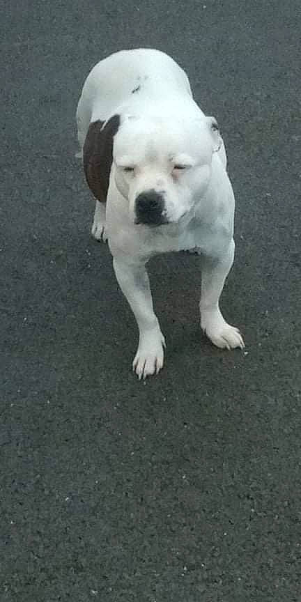 Nina participe au concours pour gagner de l'argent avec cette photo : asphalt, canidae, carnivore, companion_dog, dog, dog_breed, dogo_guatemalteco, fawn, monochrome_photography, non_sporting_group, road_surface, snout, sporting_group, tail, terrestrial_animal, working_animal