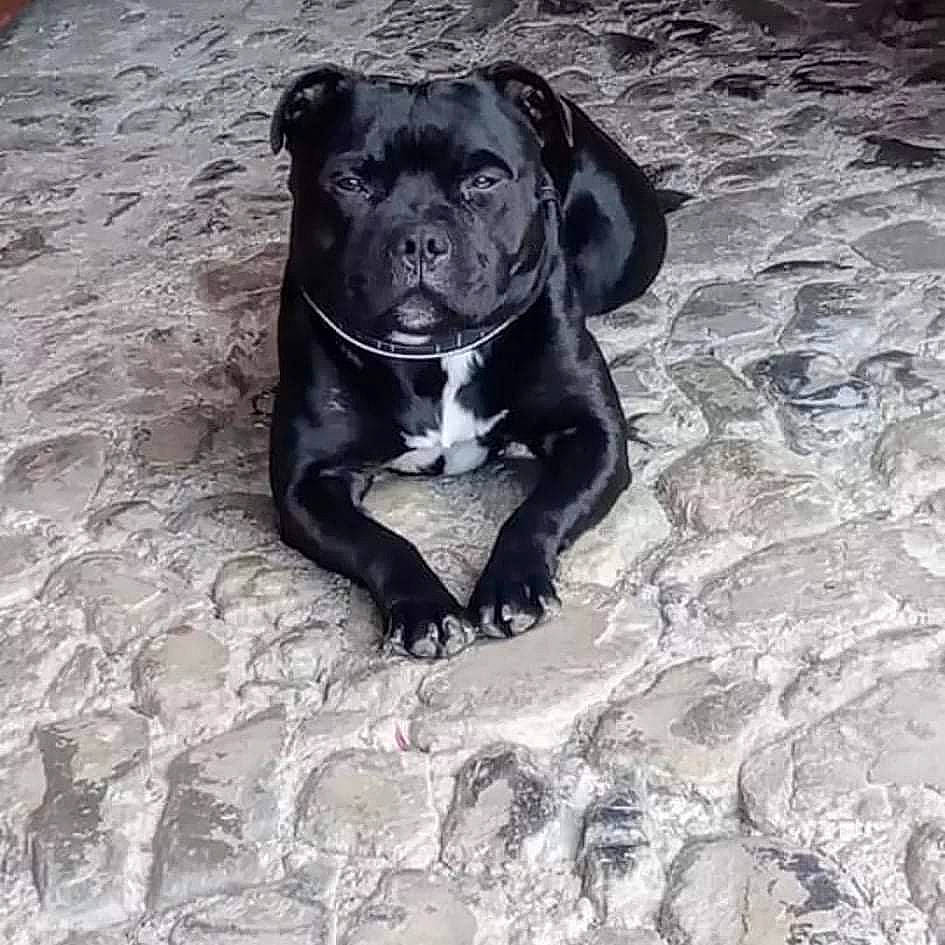 Nanouk a rejoint le concours — aidez-le/la à gagner de superbes lots ! borador, canidae, carnivore, companion_dog, dog, dog_breed, dog_collar, fawn, fur, grey, guard_dog, gun_dog, hunting_dog, liver, molosser, non_sporting_group, sporting_group, terrestrial_animal, whiskers, working_animal