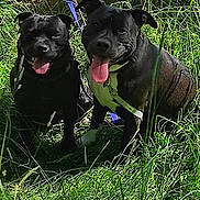 Aka Et Chiro a rejoint le concours — aidez-le/la à gagner de superbes lots ! dog, black_dog, grass, outdoor, sunlight, tongue_out, pet, leash, happy, canine, nature, wooden_deck, greenery, two_dogs, sitting, summer, playful, animal, companion, daytime