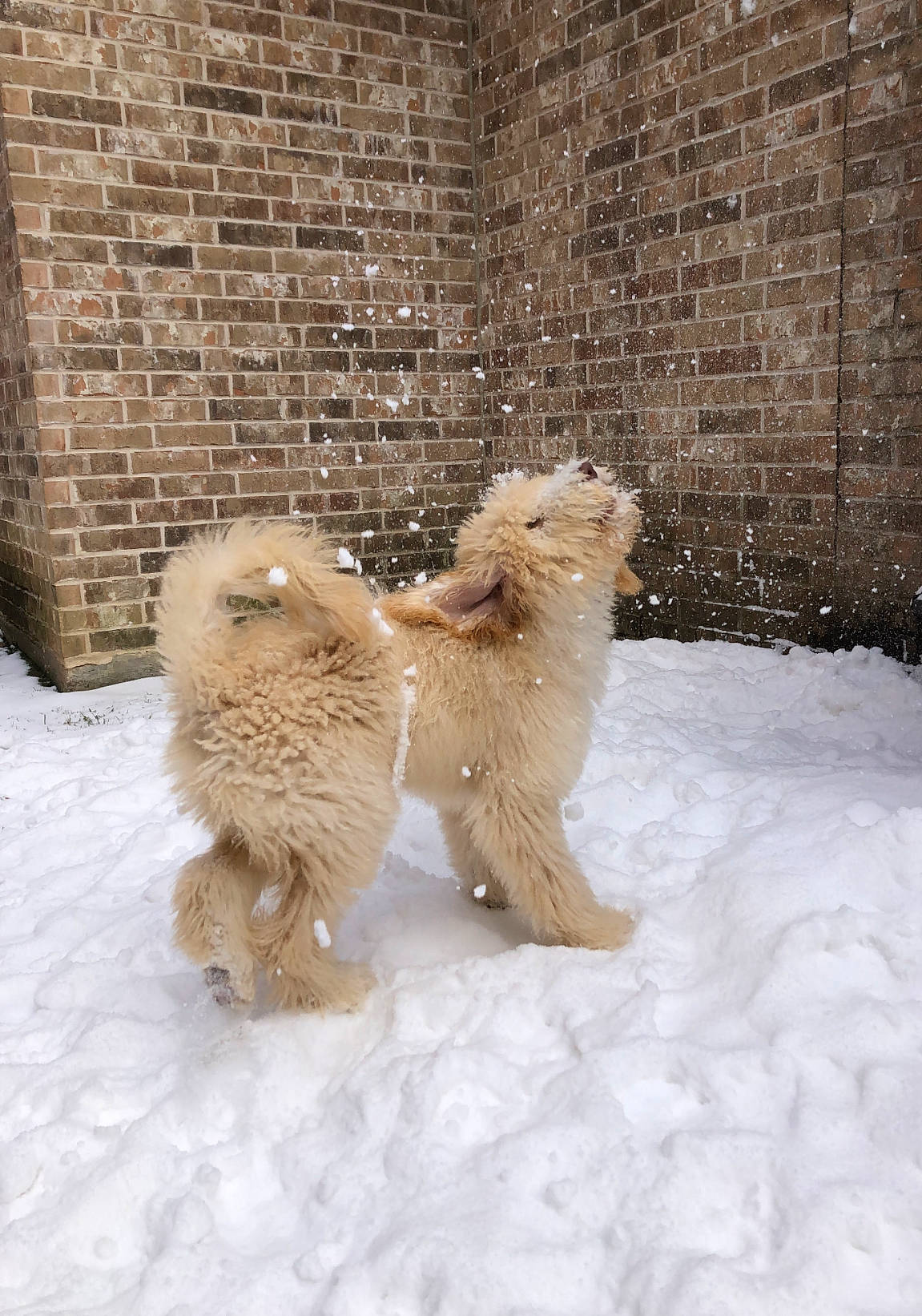 Charlee joined the competition — help win amazing prizes! alpaca, beak, brick, brickwork, carnivore, companion_dog, dog, dog_breed, fawn, felidae, freezing, fur, goldendoodle, snout, snow, sporting_group, tail, terrier, window, winter
