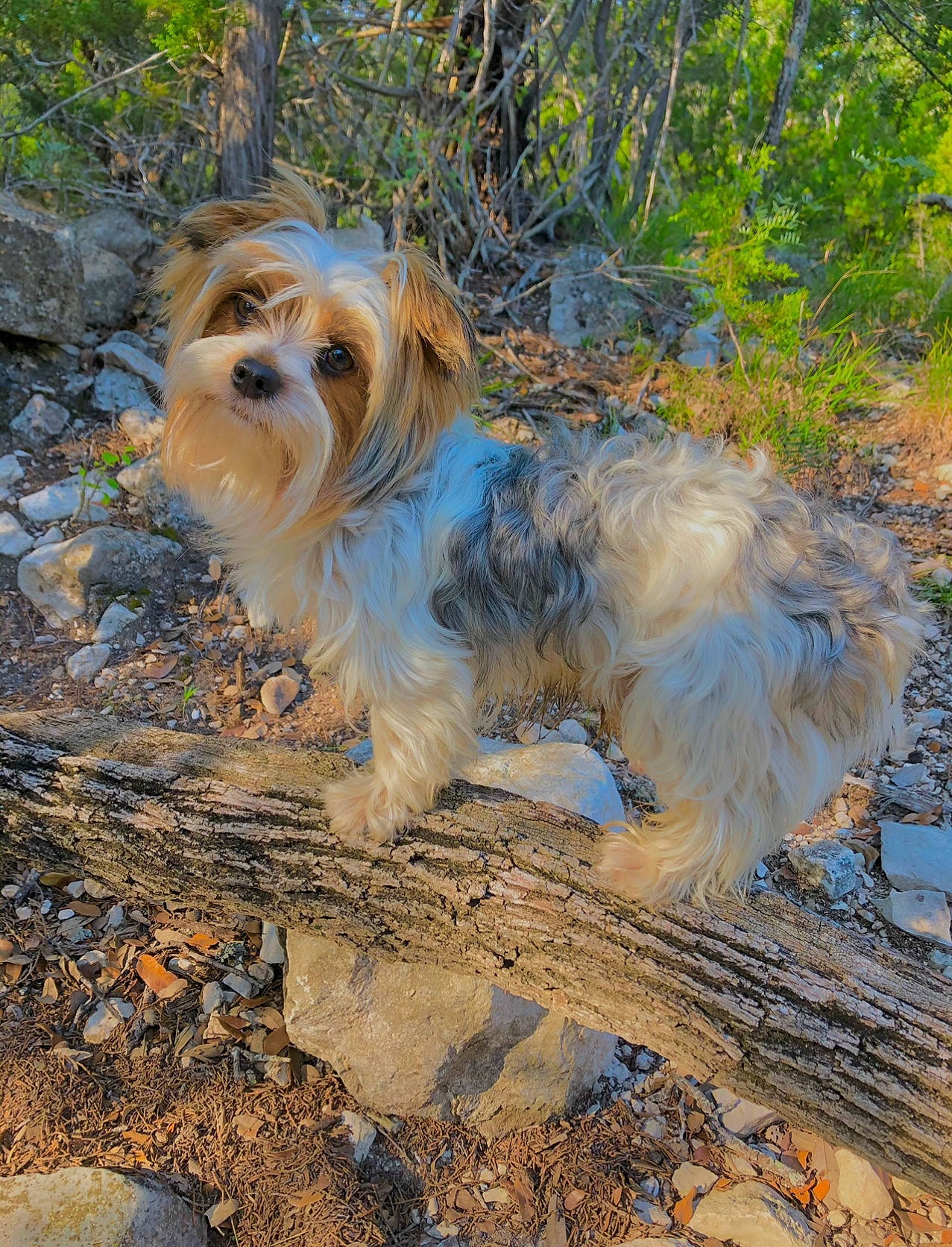 Tucker joined the competition — help win amazing prizes! ancient_dog_breeds, canidae, carnivore, companion_dog, dog, dog_breed, fawn, fur, grass, liver, plant, small_terrier, soil, sporting_group, terrestrial_animal, terrier, toy_dog, whiskers, wildlife, wood