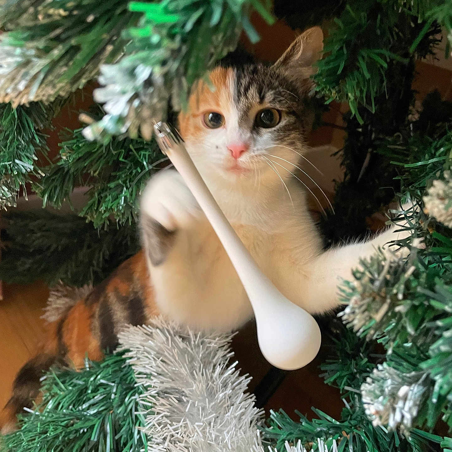 Tara a rejoint le concours — aidez-le/la à gagner de superbes lots ! abyssinian, accessories, animal, cat, christmas, christmasdecorations, christmastree, christmastreeornaments, conifer, cutlery, festival, fir, kitten, manx, pet, pine, plant, spoon, tree, vegetation