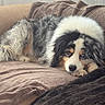 animal, australian_shepherd, blanket, blue_eyes, close_up, couch, cozy, dog, fluffy, fur, home, indoors, lying_down, pet, portrait, relaxed, resting, sleepy, tricolor, window_light
