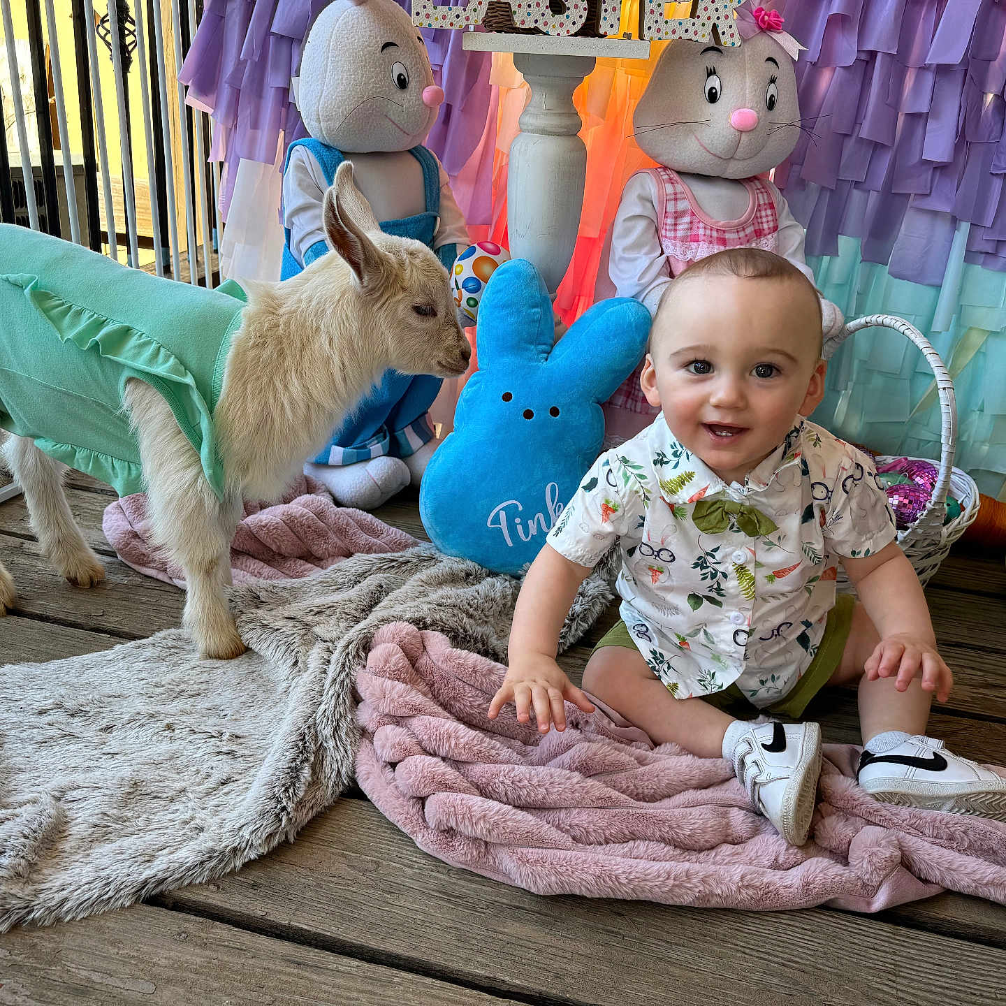 Raiden joined the competition — help win amazing prizes! animal, baby, canine, clothing, couch, dog, face, footwear, hare, head, person, pet, photography, plush, portrait, rabbit, rodent, shoe, toy, wood