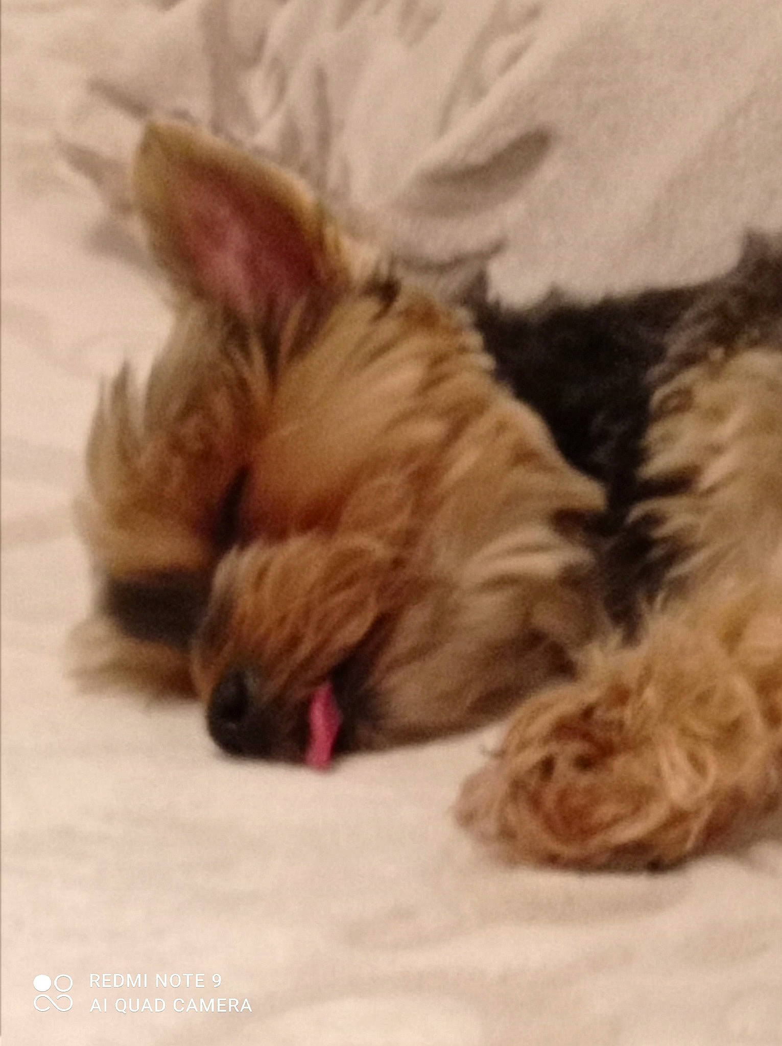 Ma Feur a rejoint le concours — aidez-le/la à gagner de superbes lots ! canidae, carnivore, comfort, companion_dog, dog, dog_breed, ear, fawn, felidae, fur, liver, nap, non_sporting_group, paw, puppy, small_to_medium_sized_cats, sporting_group, terrestrial_animal, whiskers, working_animal