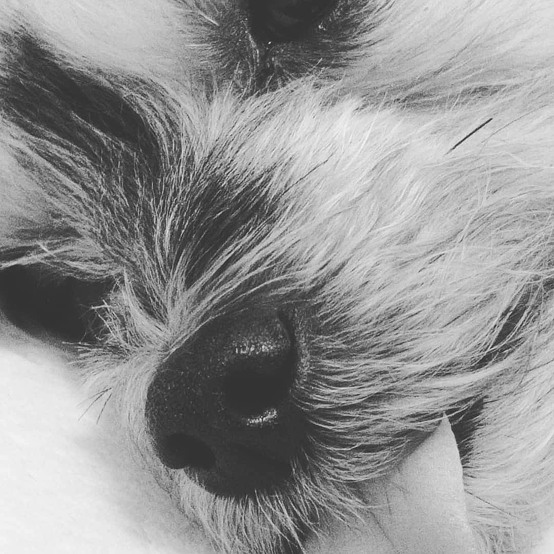 Ma Feur participe au concours pour gagner de l'argent avec cette photo : canidae, carnivore, close_up, companion_dog, dog, dog_breed, ear, eye, eyelash, fawn, head, human_body, liver, monochrome, monochrome_photography, snout, sporting_group, toy_dog, whiskers, working_animal