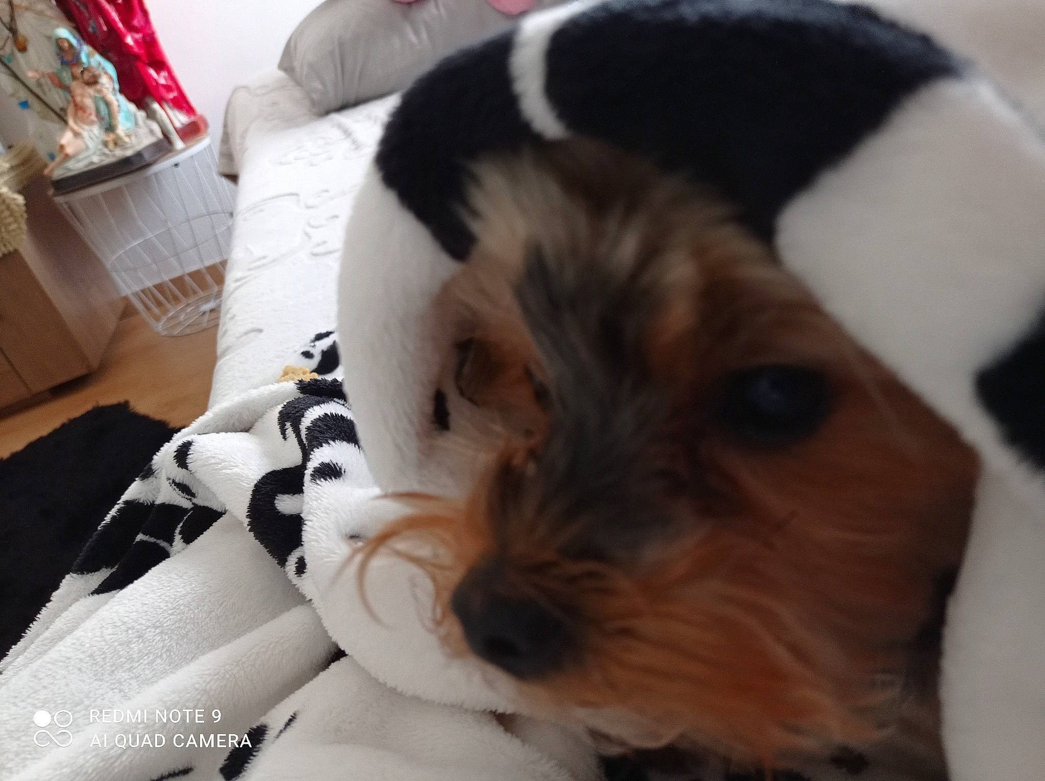 Ma Feur a rejoint le concours — aidez-le/la à gagner de superbes lots ! canidae, carnivore, comfort, companion_dog, dog, dog_bed, dog_breed, fawn, fur, guinea_pig, puppy_love, rodent, small_terrier, snout, terrestrial_animal, terrier, toy, toy_dog, whiskers, working_animal