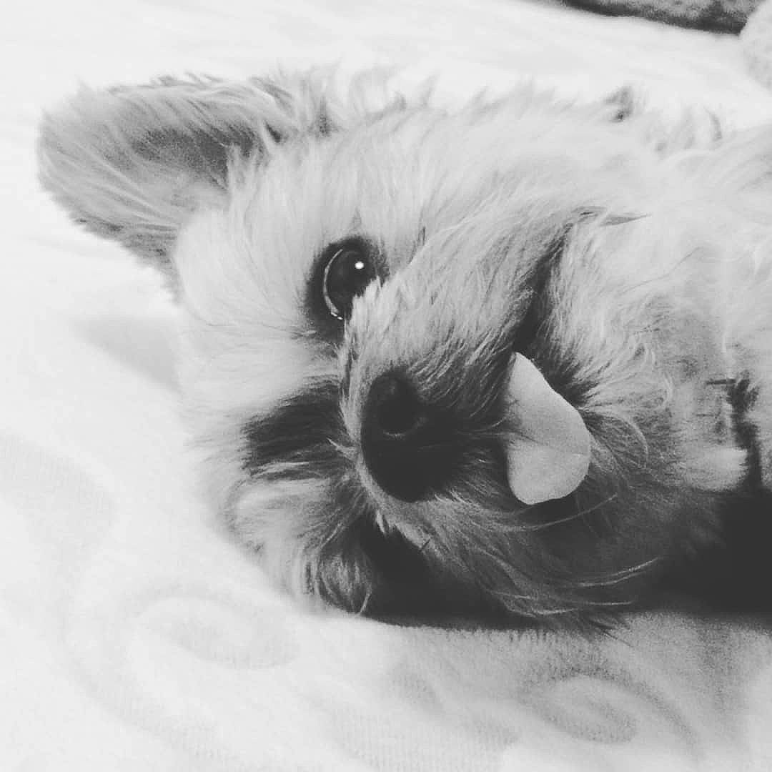 Fifi a rejoint le concours — aidez-le/la à gagner de superbes lots ! canidae, carnivore, claw, close_up, companion_dog, dog_breed, felidae, fur, monochrome, monochrome_photography, paw, small_terrier, small_to_medium_sized_cats, snout, sporting_group, tail, terrestrial_animal, toy, toy_dog, whiskers