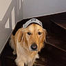 Youpie a rejoint le concours — aidez-le/la à gagner de superbes lots ! dog, golden_retriever, pet, animal, baseball_cap, hat, staircase, stairs, indoors, home, wood, wooden_steps, sunlight, shadows, portrait, sitting, fluffy, golden_fur, looking_at_camera, funny
