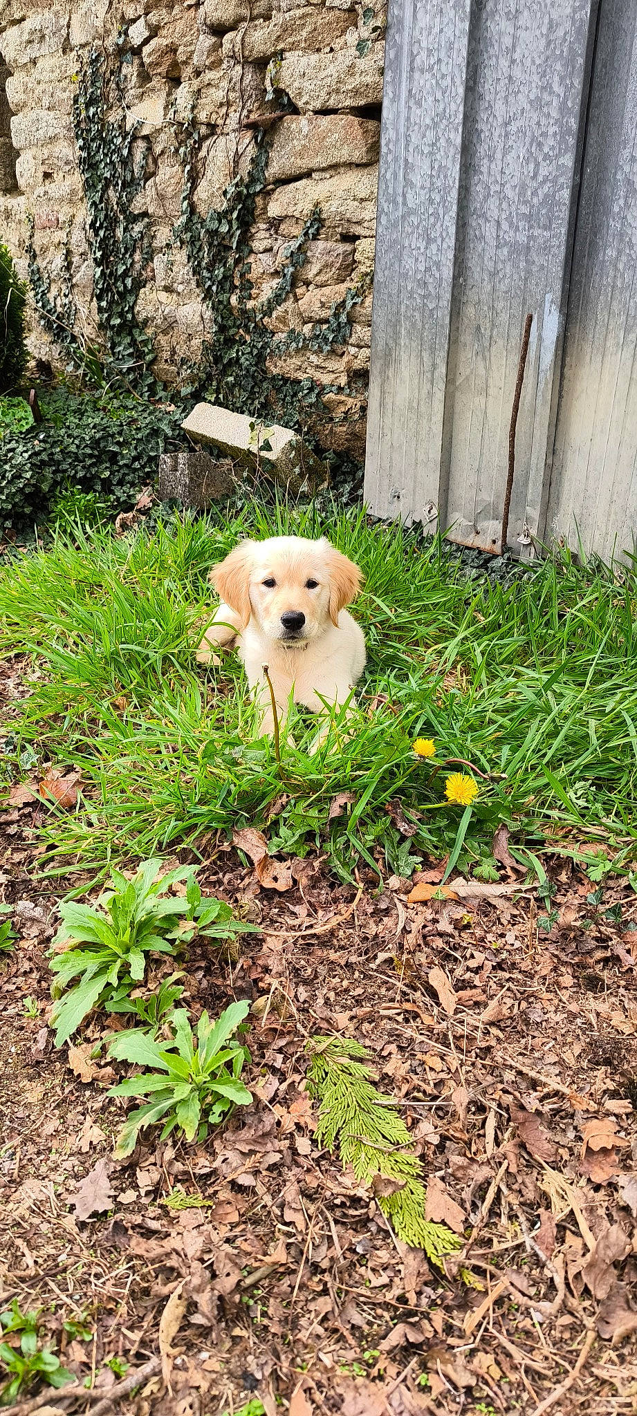 Youpie a rejoint le concours — aidez-le/la à gagner de superbes lots ! canidae, carnivore, companion_dog, dog, dog_breed, fawn, grass, groundcover, pet_supply, plant, shrub, snout, soil, sporting_group, tail, toy, toy_dog, tree, wood, working_animal
