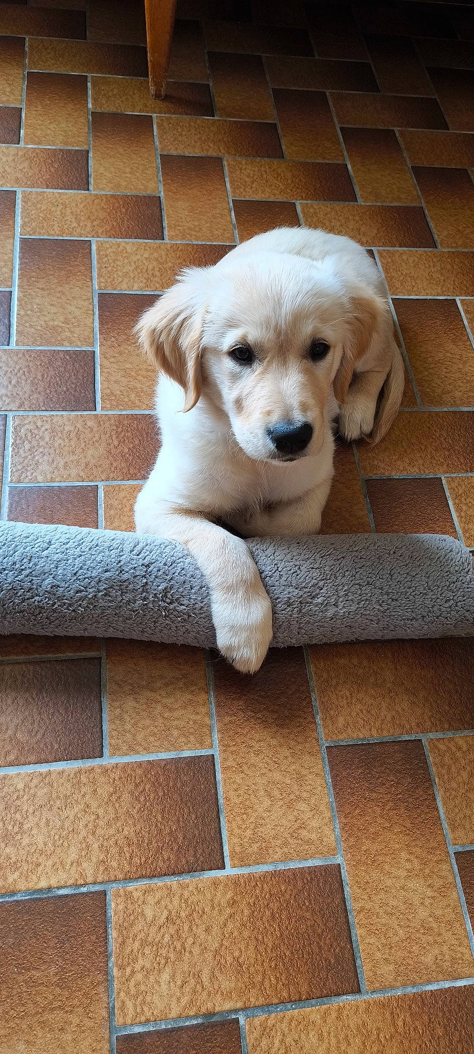 Youpie participe au concours pour gagner de l'argent avec cette photo : canidae, carnivore, companion_dog, dog, dog_breed, dog_supply, fawn, flooring, fur, hardwood, labrador_retriever, paw, pet_supply, retriever, snout, sporting_group, tail, tile, whiskers, wood