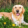 Youpie a rejoint le concours — aidez-le/la à gagner de superbes lots ! dog, golden_retriever, pet, animal, canine, smiling, happy, tongue, portrait, outdoor, grass, greenery, garden, dandelion, flowers, nature, fur, long_hair, lying_down, close_up