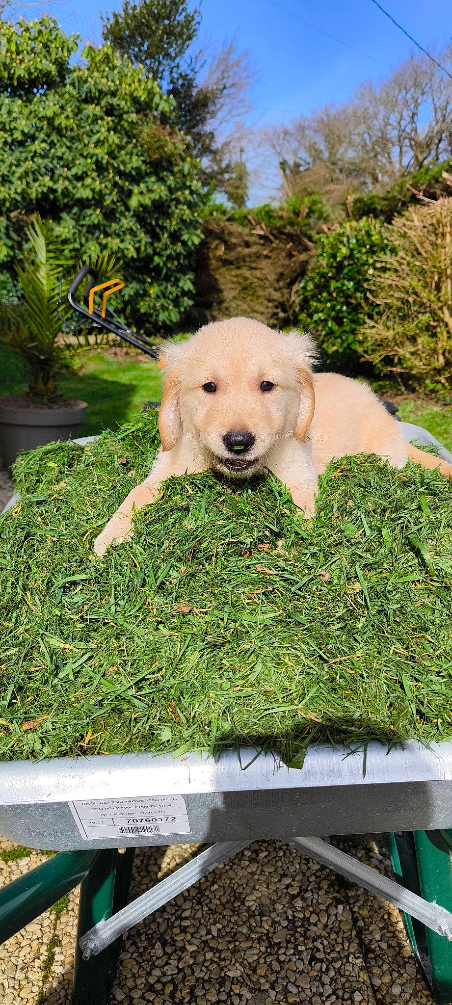Youpie participe au concours pour gagner de l'argent avec cette photo : canidae, carnivore, companion_dog, dog, dog_breed, fawn, garden, grass, gun_dog, herb, lawn, pet_supply, plant, shrub, sporting_group, tail, terrestrial_animal, tree, working_animal, working_dog