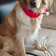 Youpie a rejoint le concours — aidez-le/la à gagner de superbes lots ! dog, golden_retriever, pet, christmas, santa_hat, scarf, festive, holiday, portrait, sitting, couch, indoors, living_room, cushion, fur, golden_fur, floppy_ears, collar, companion_animal, adorable