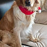 dog, golden_retriever, pet, christmas, santa_hat, scarf, festive, holiday, portrait, sitting, couch, indoors, living_room, cushion, fur, golden_fur, floppy_ears, collar, companion_animal, adorable