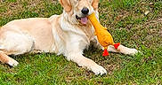 Youpie participe au concours pour gagner de l'argent avec cette photo : animal, canine, dog, food, goldenretriever, grass, herbal, herbs, hound, labradorretriever, leaf, nature, outdoors, pet, plant, produce, puppy, soil, vegetation, yard
