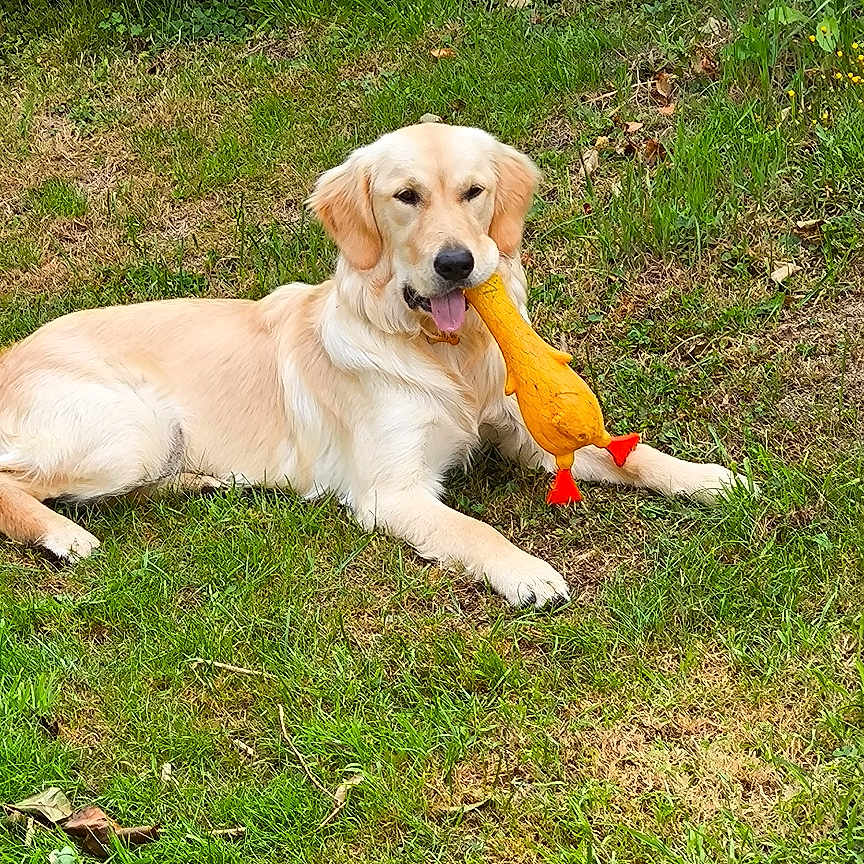 Youpie participe au concours pour gagner de l'argent avec cette photo : animal, canine, dog, food, goldenretriever, grass, herbal, herbs, hound, labradorretriever, leaf, nature, outdoors, pet, plant, produce, puppy, soil, vegetation, yard