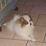 Sakura a rejoint le concours — aidez-le/la à gagner de superbes lots ! puppy, dog, fluffy, white, brown, tile_floor, indoor, pet, crate, cage, resting, small_dog, cute, animal, fur, ears, face, paw, floor, looking