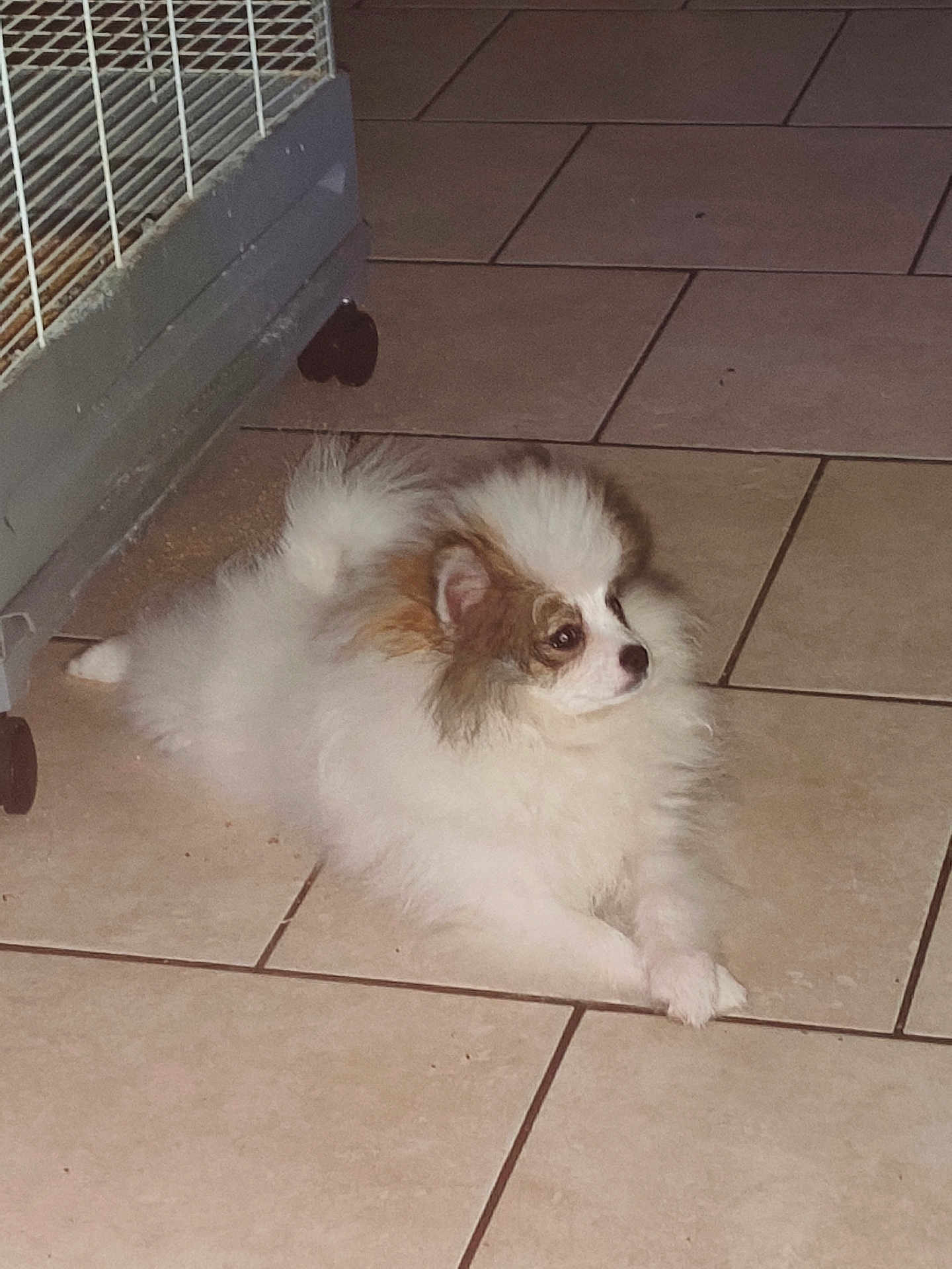 Sakura a rejoint le concours — aidez-le/la à gagner de superbes lots ! puppy, dog, fluffy, white, brown, tile_floor, indoor, pet, crate, cage, resting, small_dog, cute, animal, fur, ears, face, paw, floor, looking
