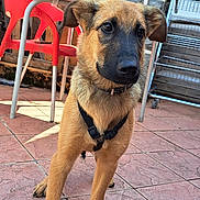 Yago a rejoint le concours — aidez-le/la à gagner de superbes lots ! animal, black_harness, brown_fur, canine, close_up, curious, daylight, dog, domestic_animal, ears_up, looking, metal_shelf, outdoor, pet, puppy, red_chair, standing, stone_wall, tile_floor, young_dog