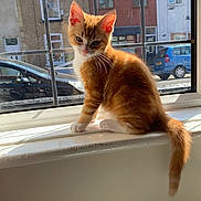 Timmy joined the competition — help win amazing prizes! animal, car, cat, curious, daylight, domestic_animal, feline, house, indoor, kitten, orange_cat, pets, street, sunlight, tail, whiskers, window, window_pane, windowsill, young_cat