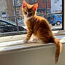 animal, car, cat, curious, daylight, domestic_animal, feline, house, indoor, kitten, orange_cat, pets, street, sunlight, tail, whiskers, window, window_pane, windowsill, young_cat