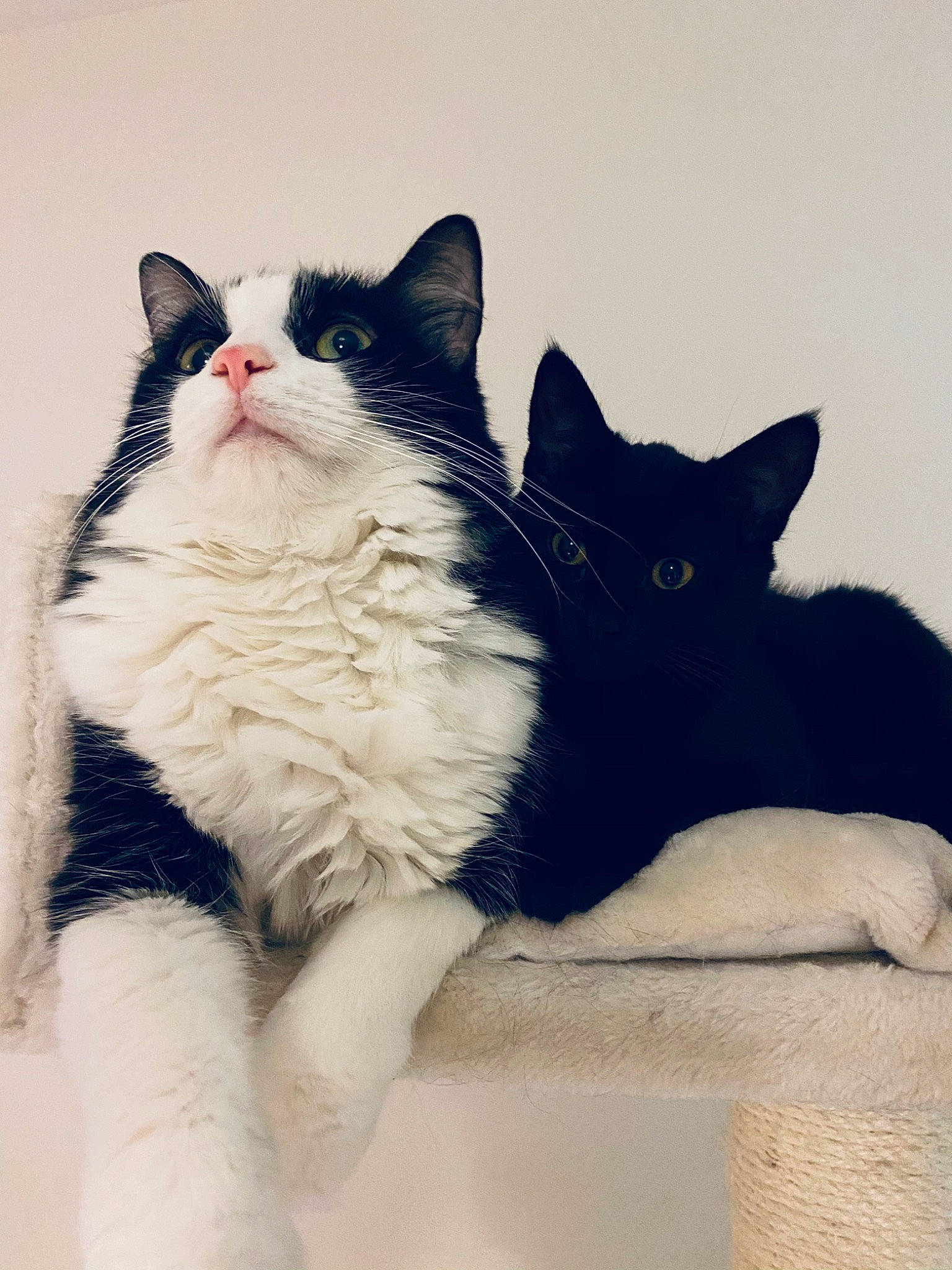 Namour participe au concours pour gagner de l'argent avec cette photo : black_cat, carnivore, cat, comfort, domestic_short_haired_cat, eye, felidae, foot, fur, gesture, grey, human_leg, mammal, paw, sitting, small_to_medium_sized_cats, snout, tail, vertebrate, whiskers