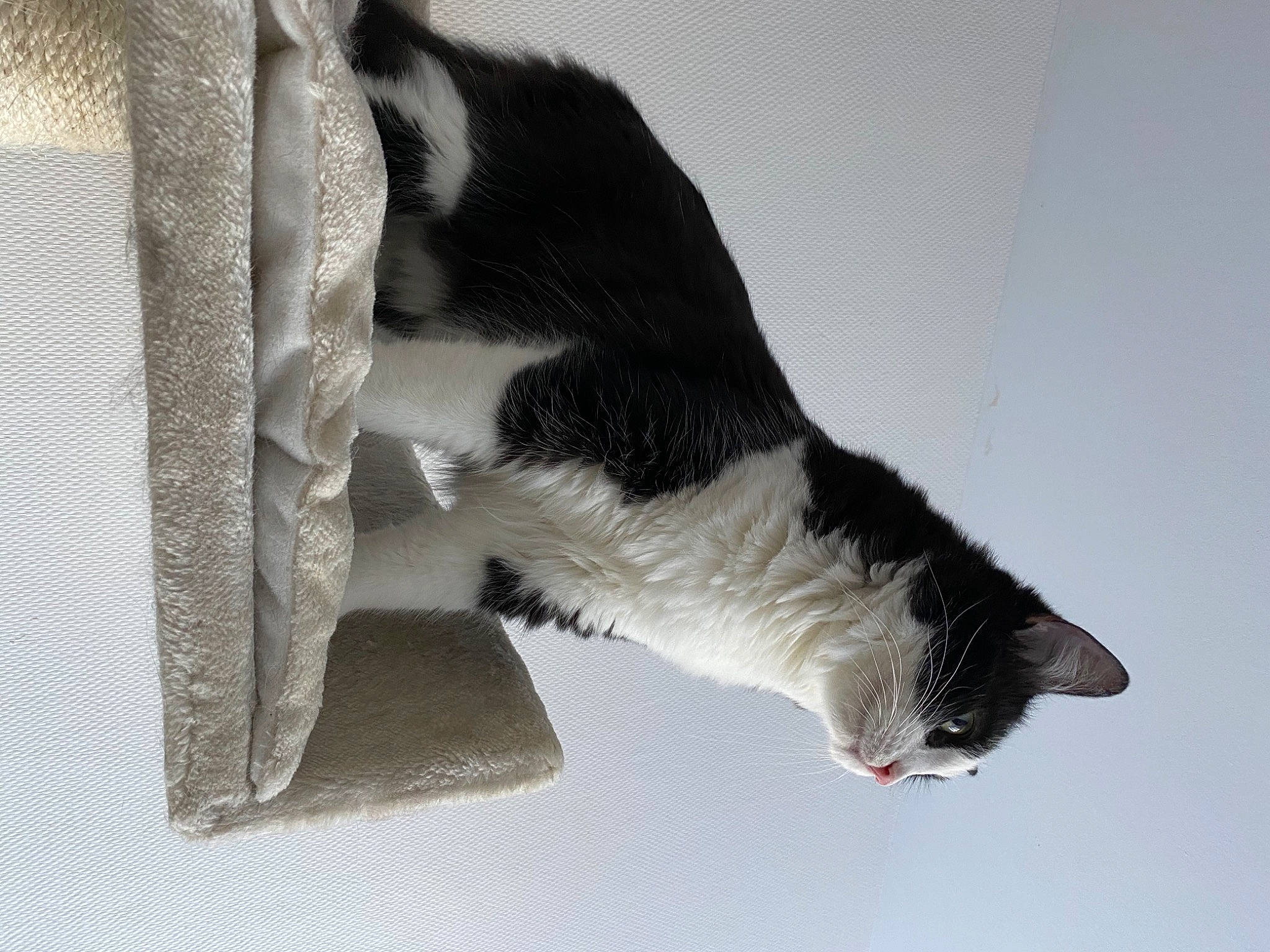 Namour participe au concours pour gagner de l'argent avec cette photo : canidae, carnivore, cat, claw, dog_breed, domestic_short_haired_cat, felidae, foot, fur, human_leg, paw, pet_supply, small_to_medium_sized_cats, snout, sporting_group, tail, whiskers